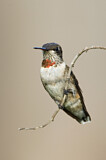 Image. Ruby-throated Hummingbird