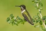 Image. Ruby-throated Hummingbird