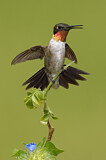 Image. Ruby-throated Hummingbird
