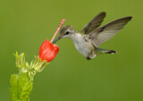 Image. Ruby-throated Hummingbird
