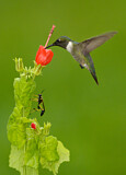 Image. Ruby-throated Hummingbird
