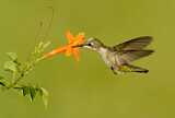 Image. Ruby-throated Hummingbird