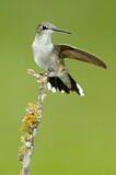 Image. Ruby-throated Hummingbird