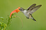 Image. Ruby-throated Hummingbird