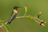 Image. Ruby-throated Hummingbird