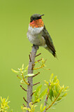 Image. Ruby-throated Hummingbird