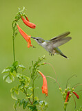 Image. Ruby-throated Hummingbird