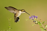 Image. Ruby-throated Hummingbird