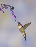 Image. Ruby-throated Hummingbird