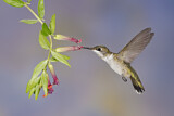 Image. Ruby-throated Hummingbird