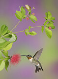 Image. Ruby-throated Hummingbird