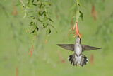 Image. Ruby-throated Hummingbird