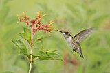 Image. Ruby-throated Hummingbird
