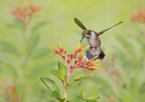 Image. Ruby-throated Hummingbird