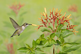 Image. Ruby-throated Hummingbird