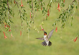 Image. Ruby-throated Hummingbird