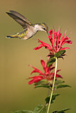 Image. Ruby-throated Hummingbird