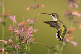 Image. Ruby-throated Hummingbird