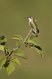 Image. Ruby-throated Hummingbird