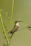 Image. Ruby-throated Hummingbird