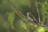 Image. Ruby-throated Hummingbird