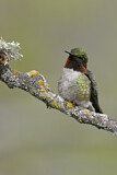 Image. Ruby-throated Hummingbird