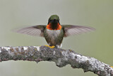 Image. Ruby-throated Hummingbird