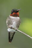 Image. Ruby-throated Hummingbird
