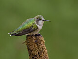 Image. Ruby-throated Hummingbird