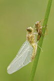 Image. Ruddy Darter