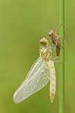 Image. Ruddy Darter