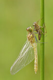 Image. Ruddy Darter