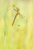 Image. Ruddy Darter