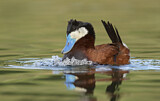 Image. Ruddy Duck