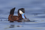 Image. Ruddy Duck