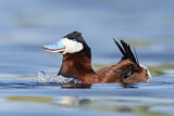 Image. Ruddy Duck