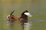 Image. Ruddy Duck