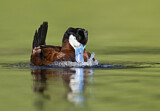 Image. Ruddy Duck