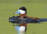 Image. Ruddy Duck