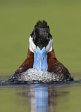 Image. Ruddy Duck