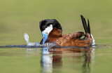 Image. Ruddy Duck