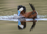 Image. Ruddy Duck