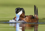 Image. Ruddy Duck