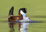 Image. Ruddy Duck