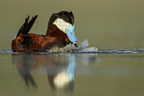 Image. Ruddy Duck