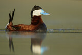 Image. Ruddy Duck