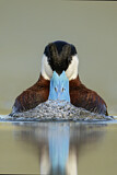 Image. Ruddy Duck