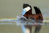 Image. Ruddy Duck