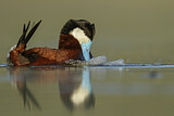 Image. Ruddy Duck