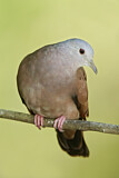Image. Ruddy Ground Dove